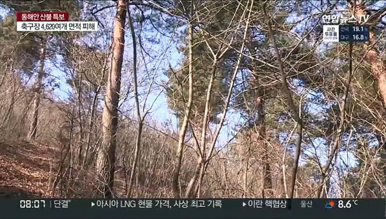 올해 산불 지난해 1.8배…원인은 최악 가뭄·양간지풍
