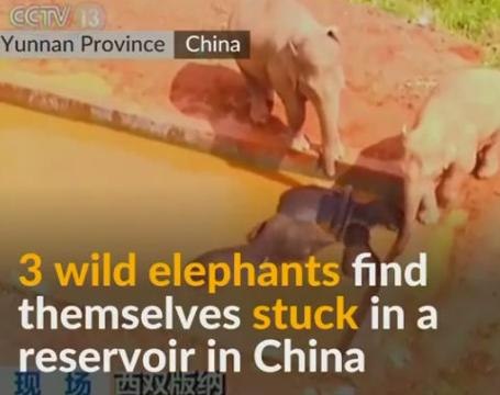 Elephants rescued from reservoir in China