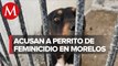En Morelos, 'detienen' a perro por asesinato de su dueña; activistas cuestionan versión