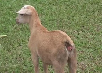 Penternak terkejut kambing peliharaan hidup tanpa dubur