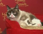 'Grumpy cat' memorialized in wax, Putin meets wild horses