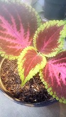Miana -- tanaman hias daun penghias rumah