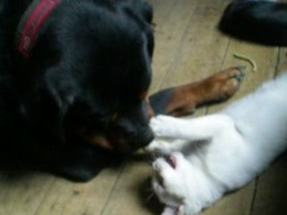 bouvier allemand vs chaton
