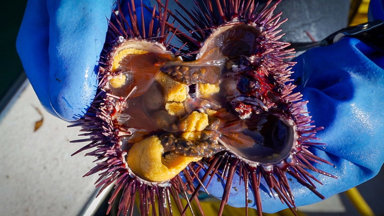 Sea urchins are a delicacy around the world. Here's why the orange tongues inside an urchin are so valuable.