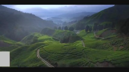 9 fakta menarik tentang Cameron Highlands