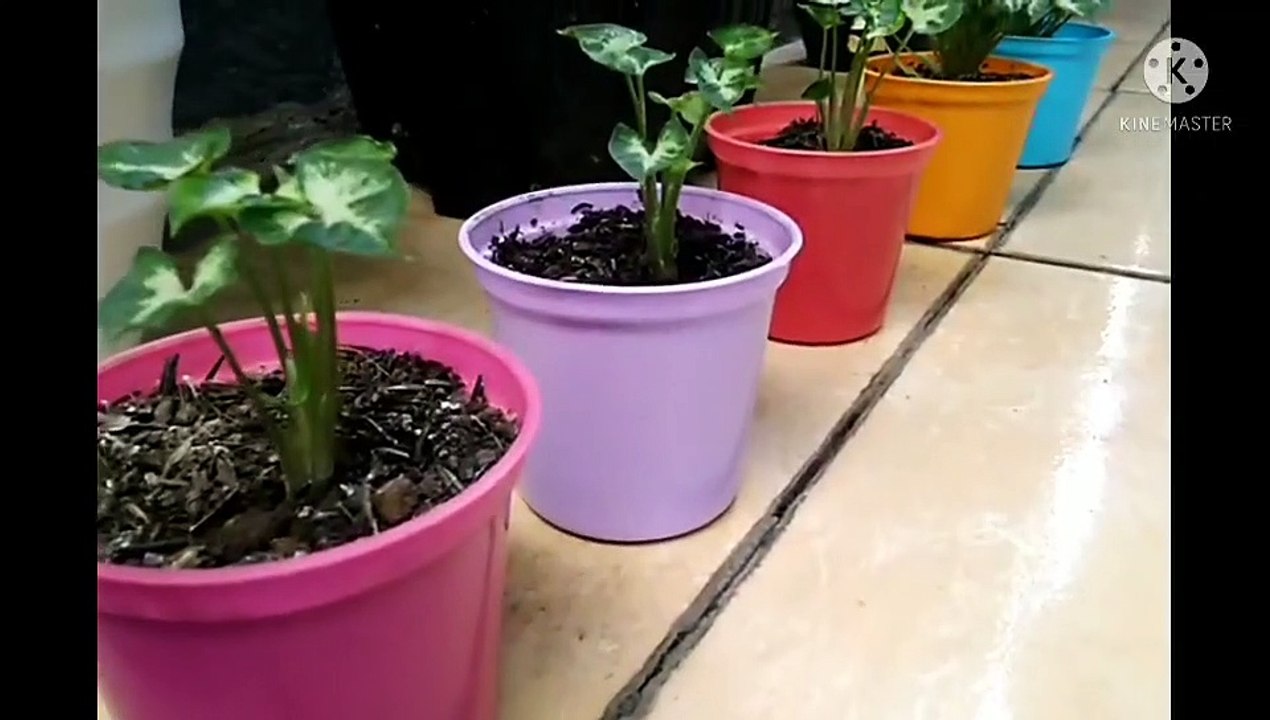Keladi liliput dengan pot warna warni