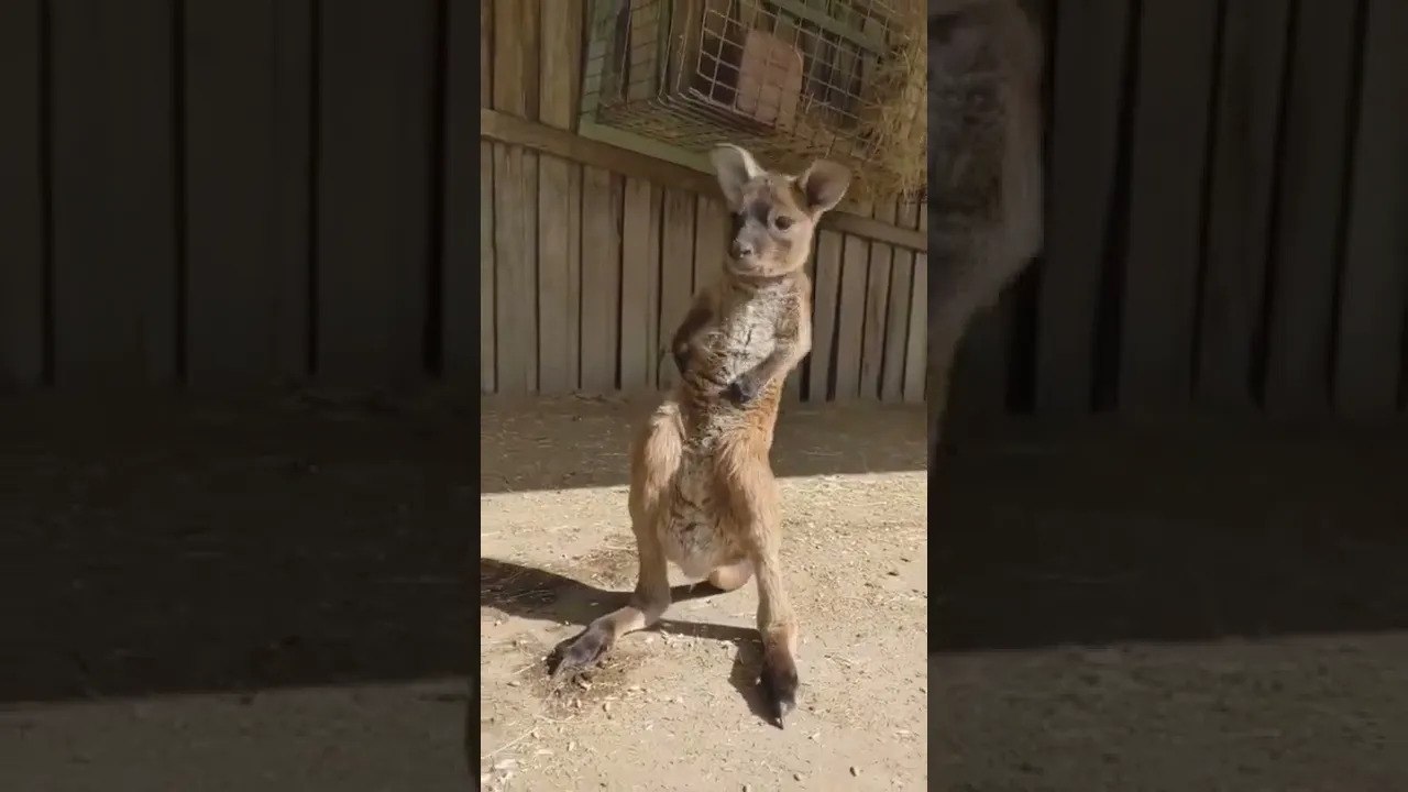 animal world 4
