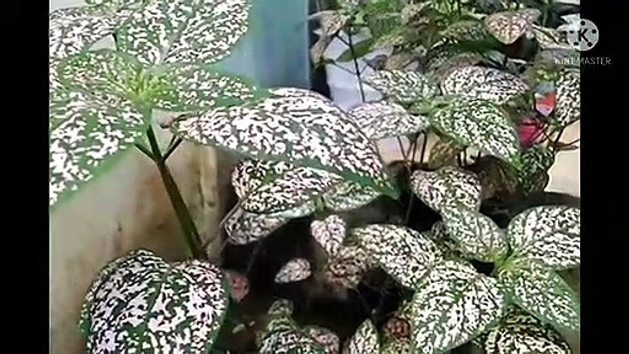 Hipotes rimbun di teras rumah