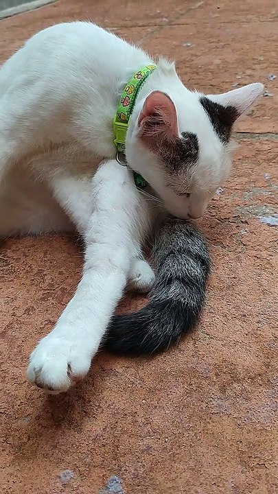 Cat I Met