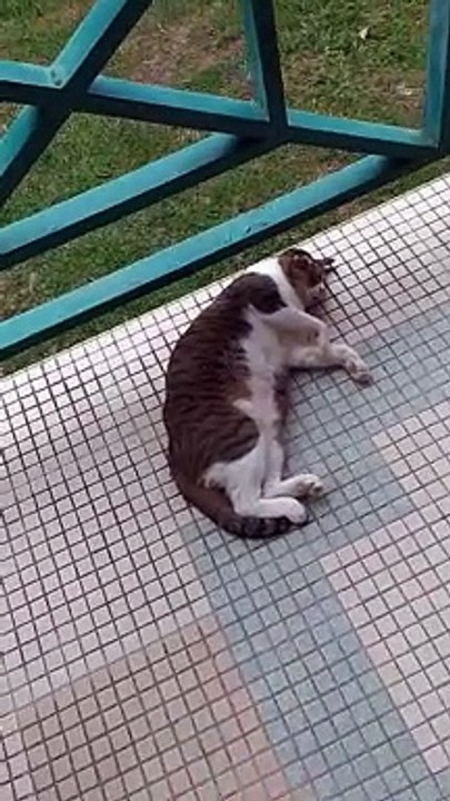 Cat I Met