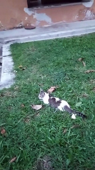 Cat I Met