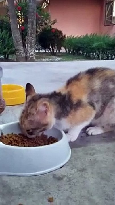 Cat I Met