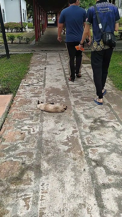 Cat I Met