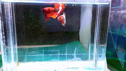 Beautiful Betta from Indonesia