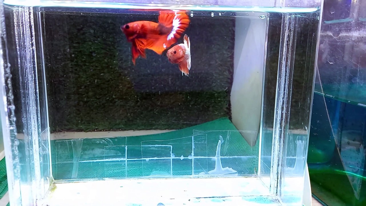 Beautiful Betta from Indonesia