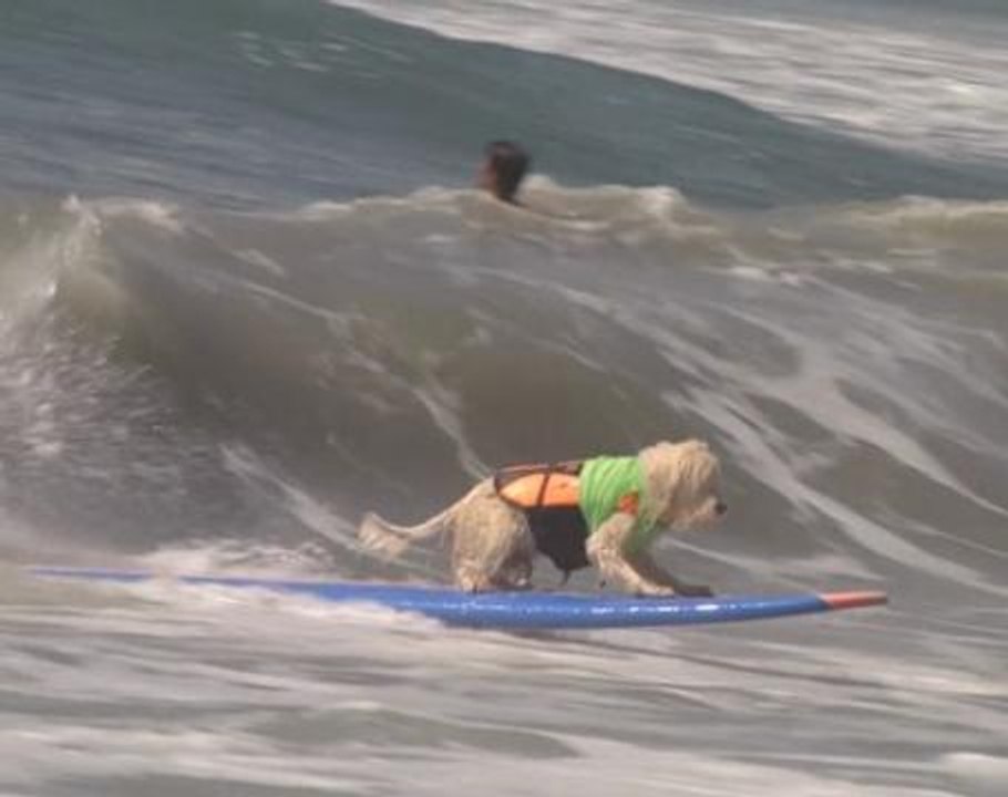 Surf's up at annual dog surfing day in Huntington Beach