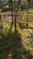 rice field view