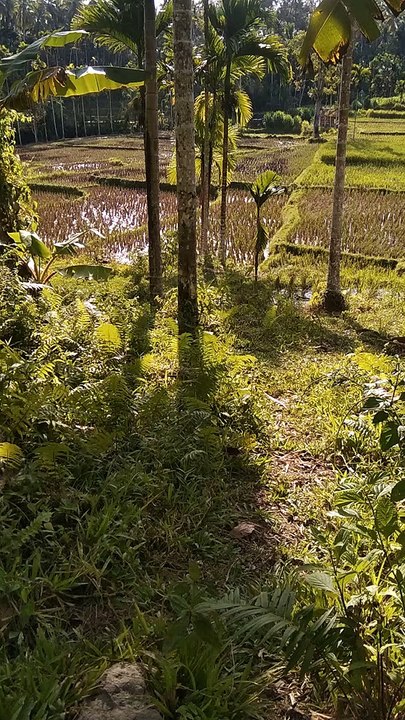 rice field view