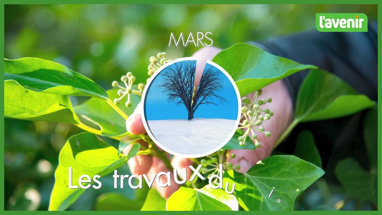 Les travaux du jardin : Réussir ses semis