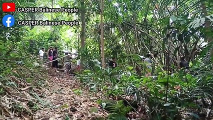Looking for Bamboo for the Purposes of M4y4t Burning Ceremony, BALINESE HINDU TRADITION
