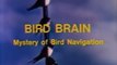 NOVA Documentary - Bird Brain: The Mystery of Bird Navigation