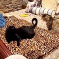 Baby Cats - Cute Cats - Adorable Cats - Funny Cats Compilations PART 41