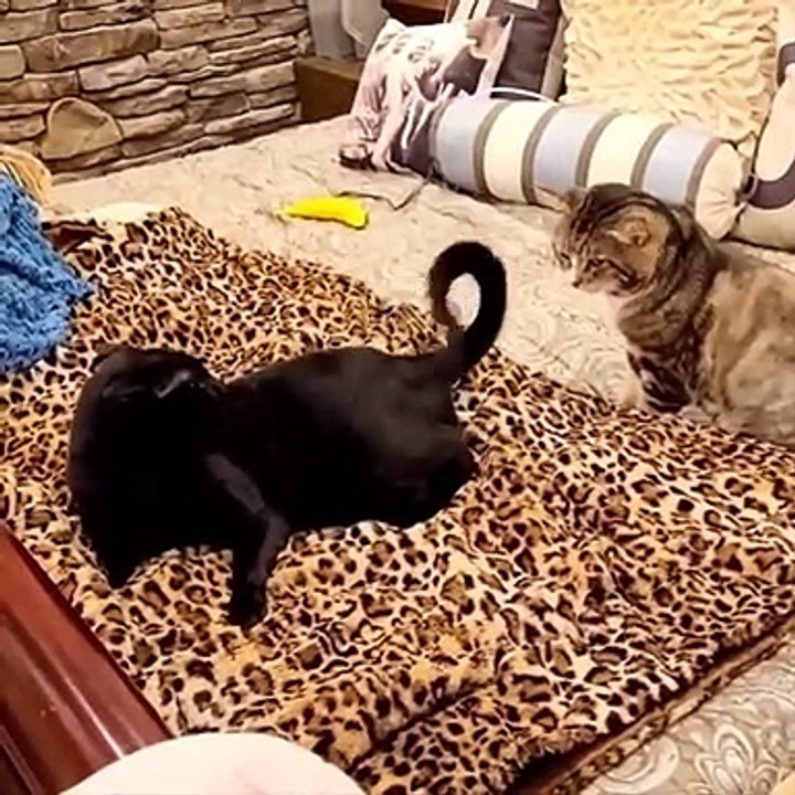 Baby Cats - Cute Cats - Adorable Cats - Funny Cats Compilations PART 41