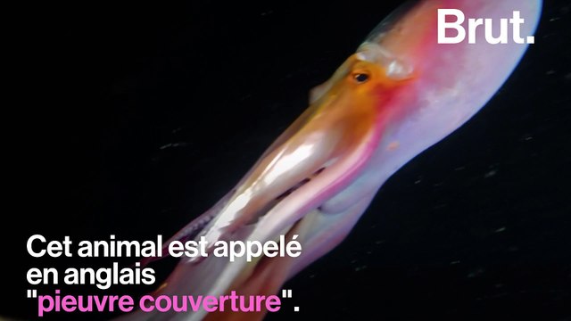 Une pieuvre arc-en-ciel filmée au large des Philippines