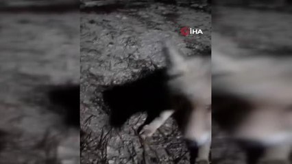 Çiftçi ile tilkiden gülümseten görüntüler...Yiyecek arayan tilkiyi elleriyle besleyip "Köylü seni arıyor" dedi