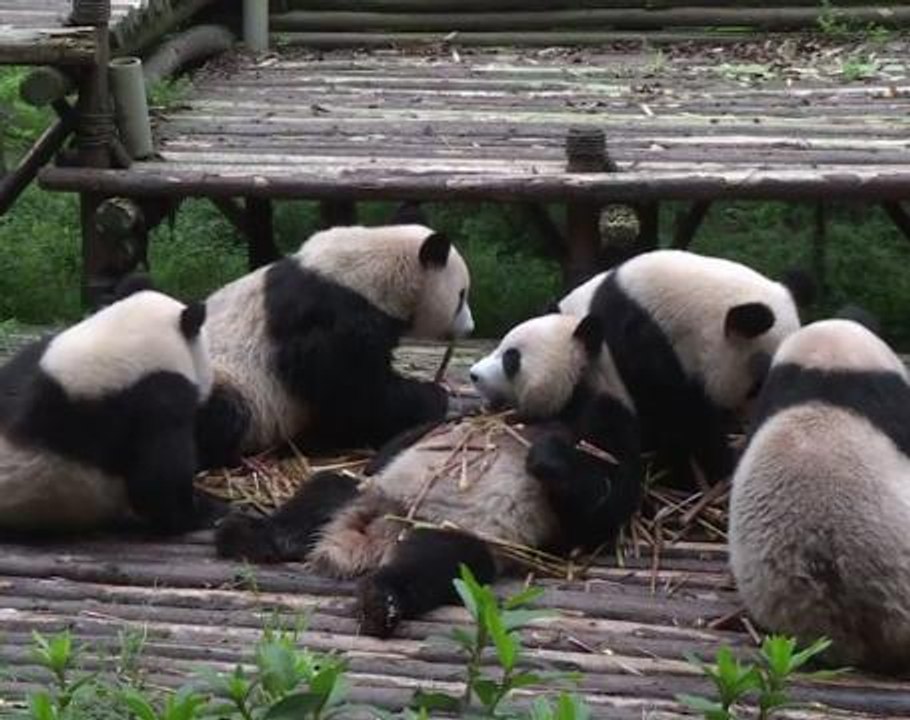 Eats Shoots And Rarely Breeds Giant Pandas Still At Risk Video Dailymotion