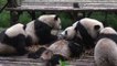 Eats shoots and rarely breeds: giant pandas 'still at risk'