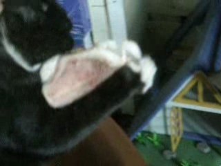 pour un os rott vs choton