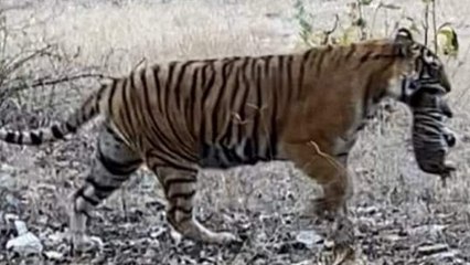 Ranthambore VIDEO : रणथम्भौर नेशनल पार्क में आया नन्हा मेहमान, शावक के साथ दिखी बाघिन T-39