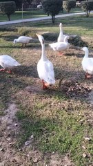 Sound of Goose  By Kingdom of Awais