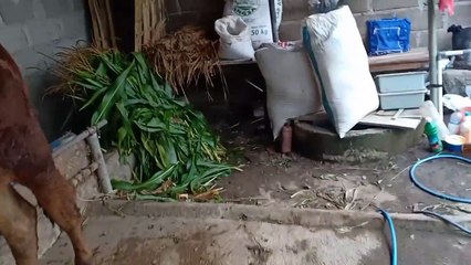 4 hari tidak makan tetap kenyang