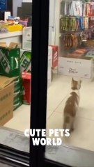 Cute Kittens / Cats & Pets Compilation You'll Surely Love