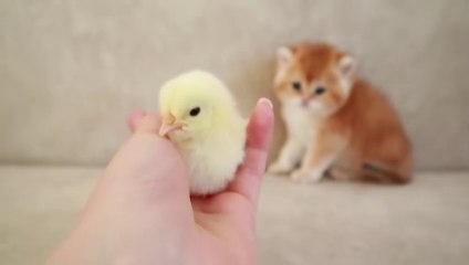 Kittens Vs Chicks
