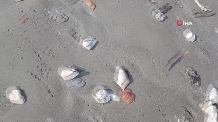 Binlerce canlı salyangoz kıyıya vurdu