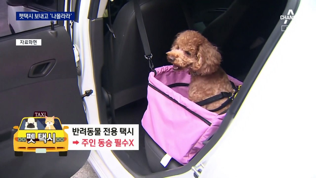 펫택시로 개 3마리 보내고 ‘연락 두절’…1마리 죽어