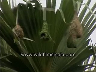 Baya Weaver birds at their nests