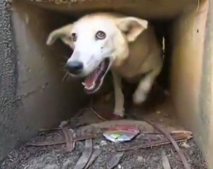Relief as dog trapped in hole in Peru rescued