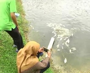 Akibat suhu air panas, 16,000 ekor ikan talapia mati