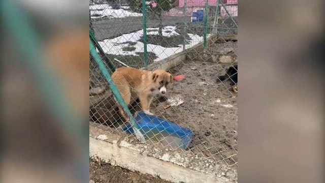 Gerede'de ölü tavuk yiyip çamurda yaşayan köpeklerin hali tepki çekti; belediye başkanı, Barınağımız yok, bunlar dışarıdan gelenlerin vahşi depolama alanına bıraktıkları hayvanlar' savunması yaptı!