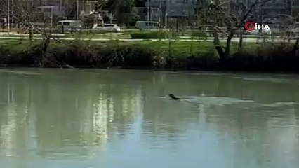 Akdeniz Foku, Manavgat Irmağı'nı mesken tuttu