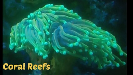 Coral Reefs