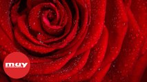 ¿Por qué una rosa tiene tantos pétalos?