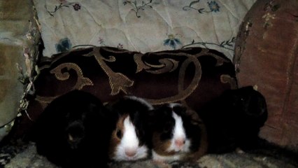 BABY CAVIA PORCELLUS PIXIE CLOVER CLOVER PIXIE 102_8183