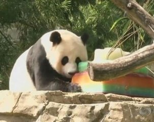 Panda Bei Bei's mom digs into birthday cake