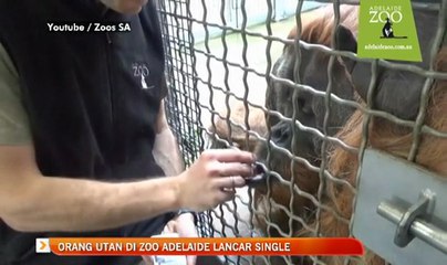 Orang Utan di Zoo Adelaide lancar single
