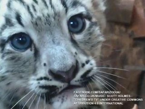 Snow leopard cubs make debut public appearance at UK zoo